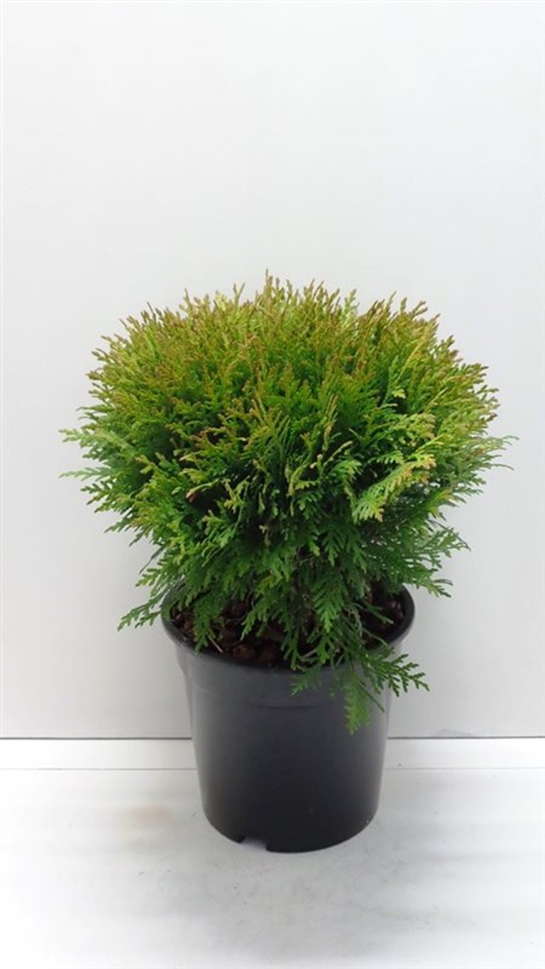 Thuja occ. 'Danica' - C3 25-30 CM